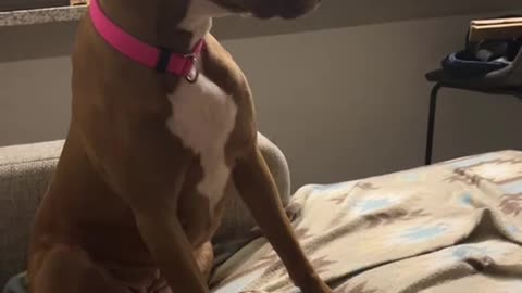 Dog knows everything🤣😂