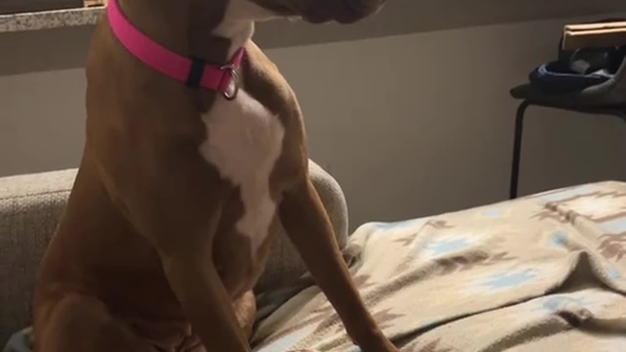 Dog knows everything🤣😂