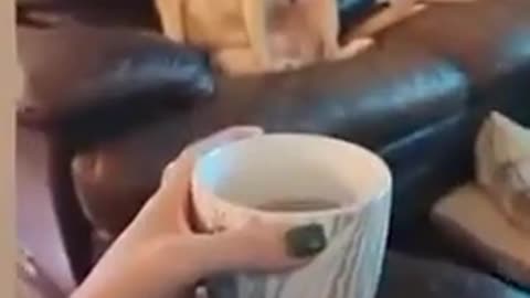 🤯🐶 Existential Crisis Hits This Pup! | FunFM