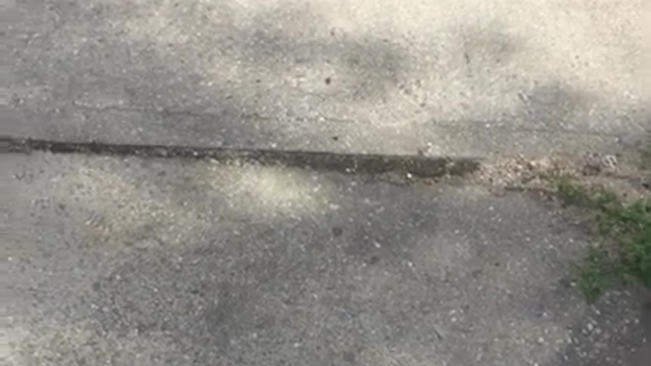 bird test flight