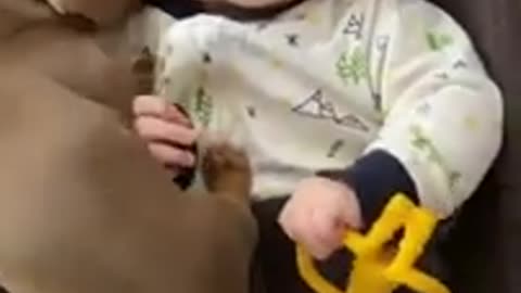 Puppy Meeting Babies for the First Time