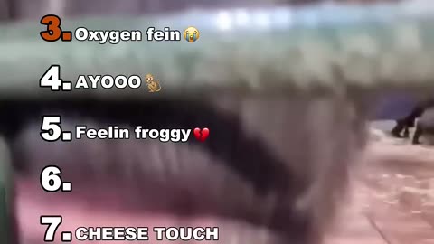 Funniest Medazali animal moments
