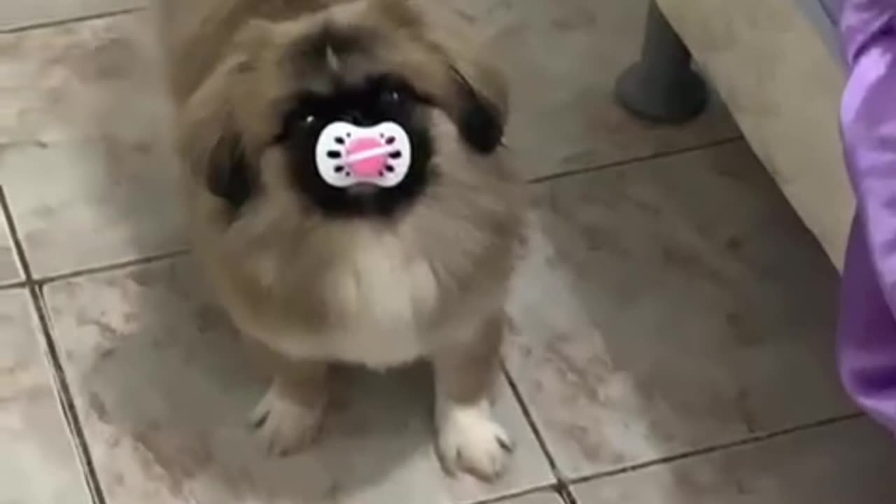 Dog Likes Pacifier