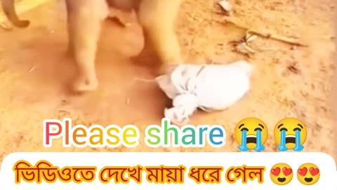 🐘 Baby Elephant-এর জেদ দেখে সত্যিই মনটা ভরে গেল ❤️
