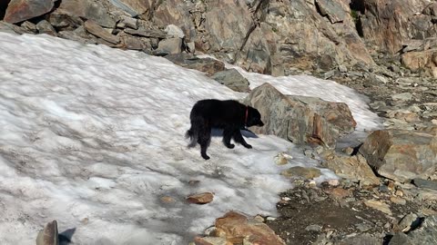 Dog on snow