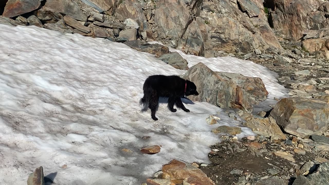 Dog on snow