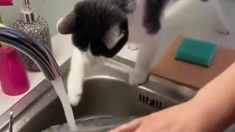 "The cat helps humans."