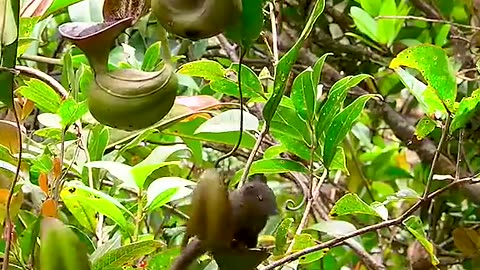 🌿 The Fascinating World of Pitcher Plants! 🏺🦟