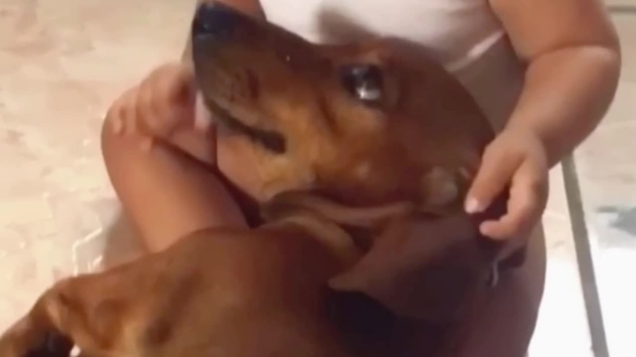 Dog’s Heartwarming Act of Love Toward a Young Girl
