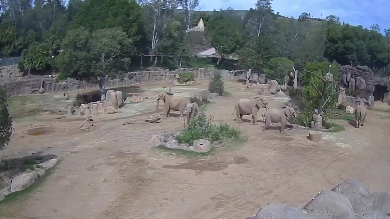 🐘 Cuteness of the day: elephants huddle to protect their young as earthquake