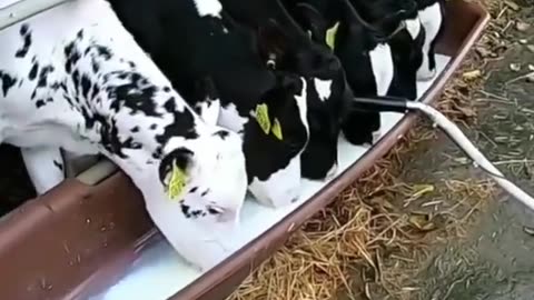 How to Properly Feed Milk to Calves for Healthy Growth