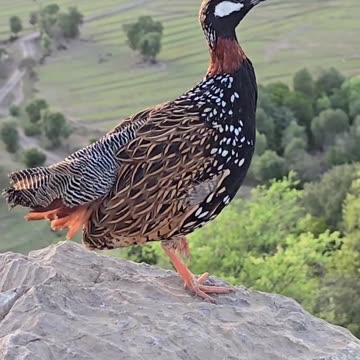 blackfrancolin