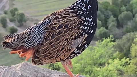 blackfrancolin