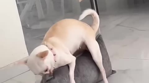 Funny Animal Videos