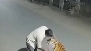 😱🐆 Drunk Man Pets Wild Tiger Thinking It's a Big Cat! | FunFM