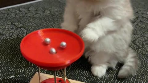 Two little cats are very curious about this toy.