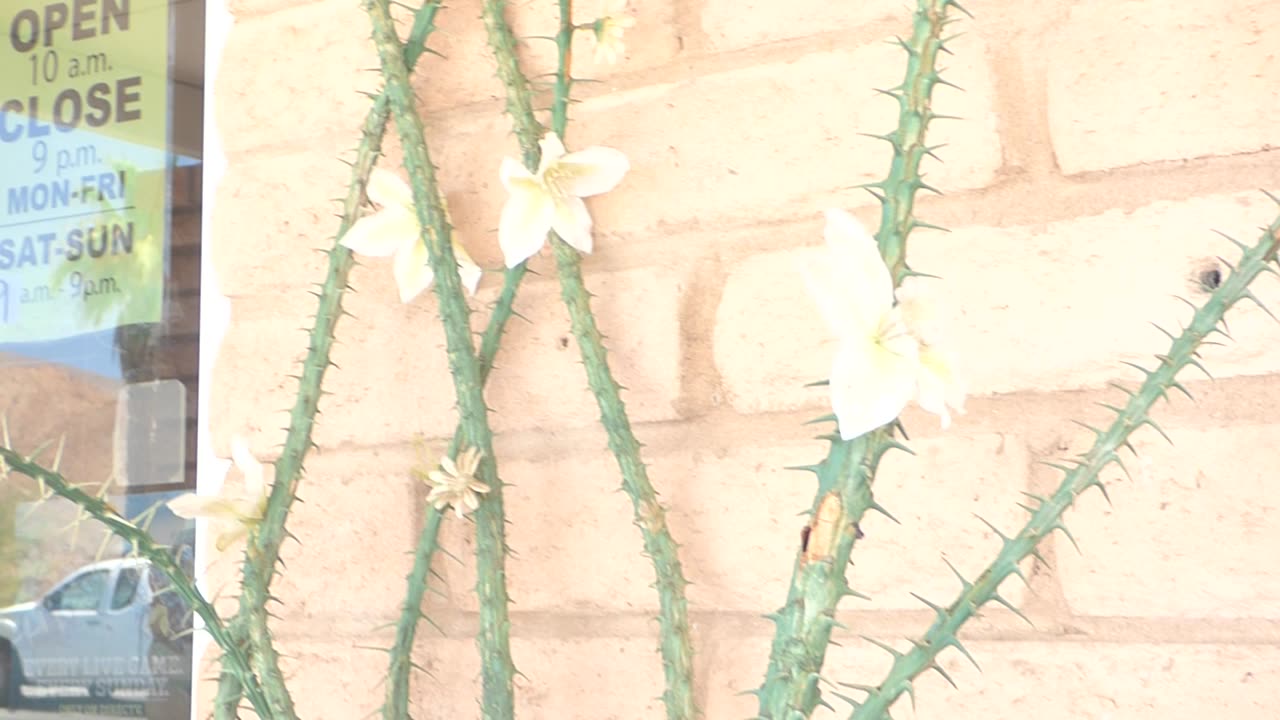 Cactus outside restaurant again