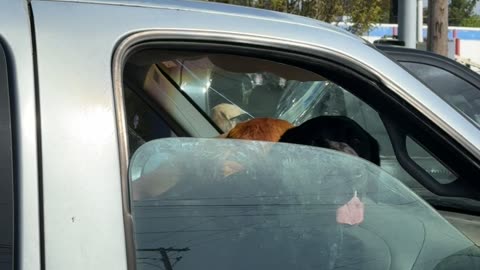 Cool Dog Can't Be Bothered By Haters' Barking