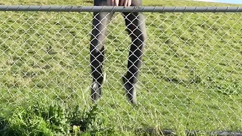 How Animals Get Over a Fence (With Emojis) 😂