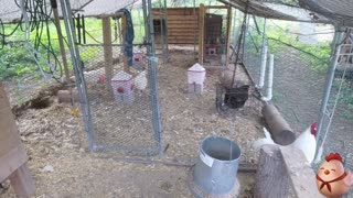 Chicken Live Stream
