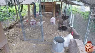 Chicken Live Stream