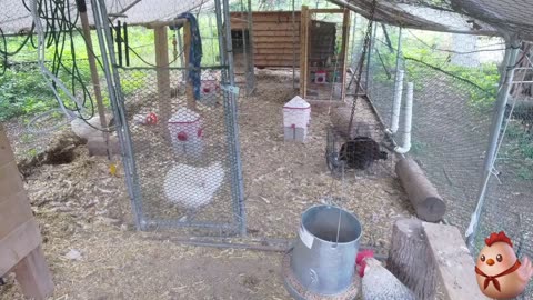Chicken Live Stream