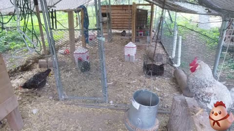 Chicken Live Stream