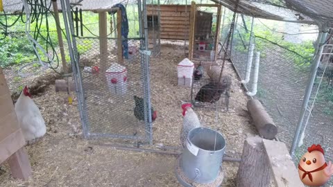 Chicken Live Stream