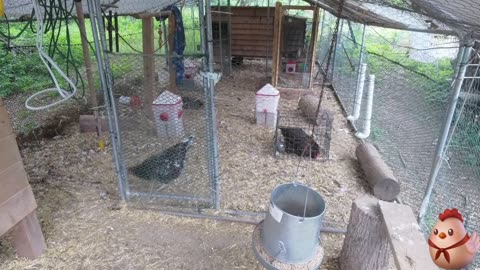 Chicken Live Stream
