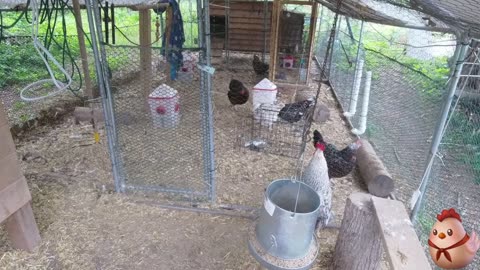 Chicken Live Stream