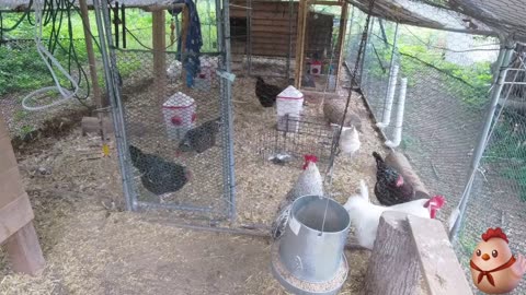 Chicken Live Stream