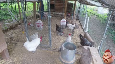Chicken Live Stream
