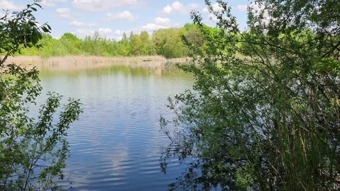 Wiersze nad stawem 1 maj-2025. Wiesiu