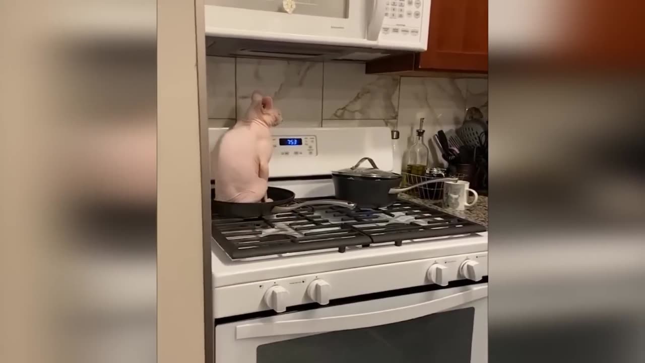 Cats Behave Naturally