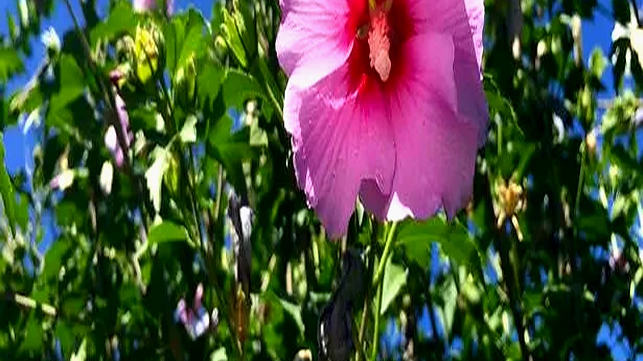 Add a Tropical Touch to Your Garden This Summer Wi