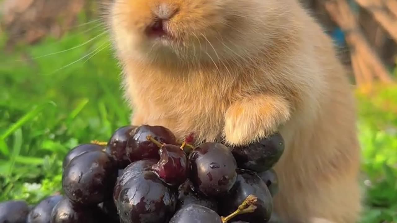 Rabbit funny clip