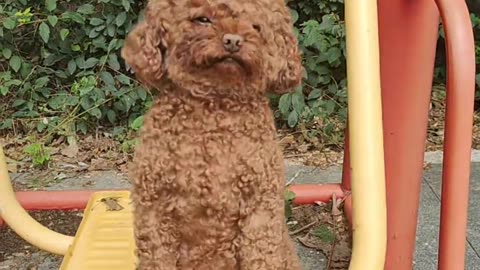 Oh, that's so cute, little pup!