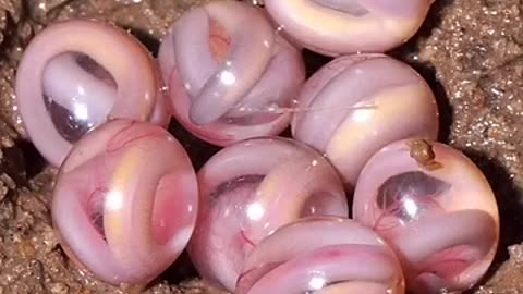Viral: animals that have the most unique eggs #shortsfeed #youtubeshorts#facts