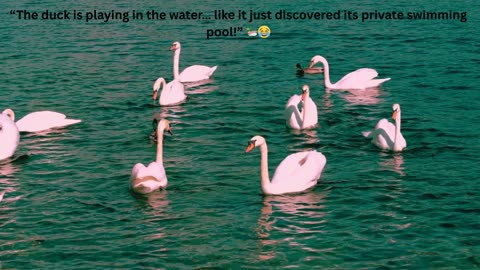 The Duck is Playing in the Water – Funny Cute Moment 🦆😂