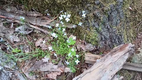 Mayflowers