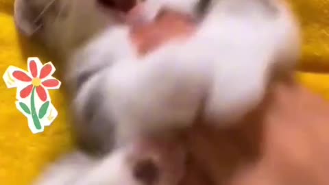 cute cats😍