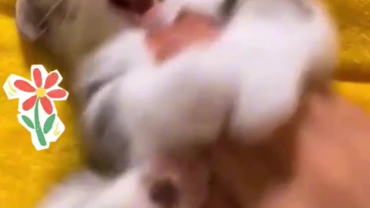 cute cats😍