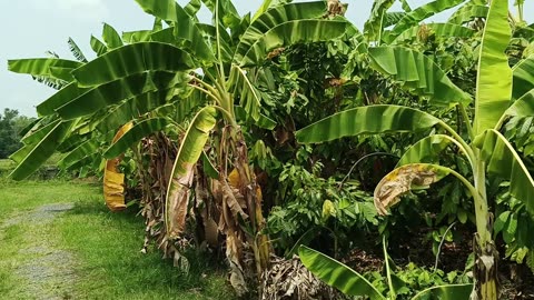 Cacao plantation Mae-On: 2025-05-10 12