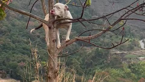 Pitbull Climbs Avocado Tree