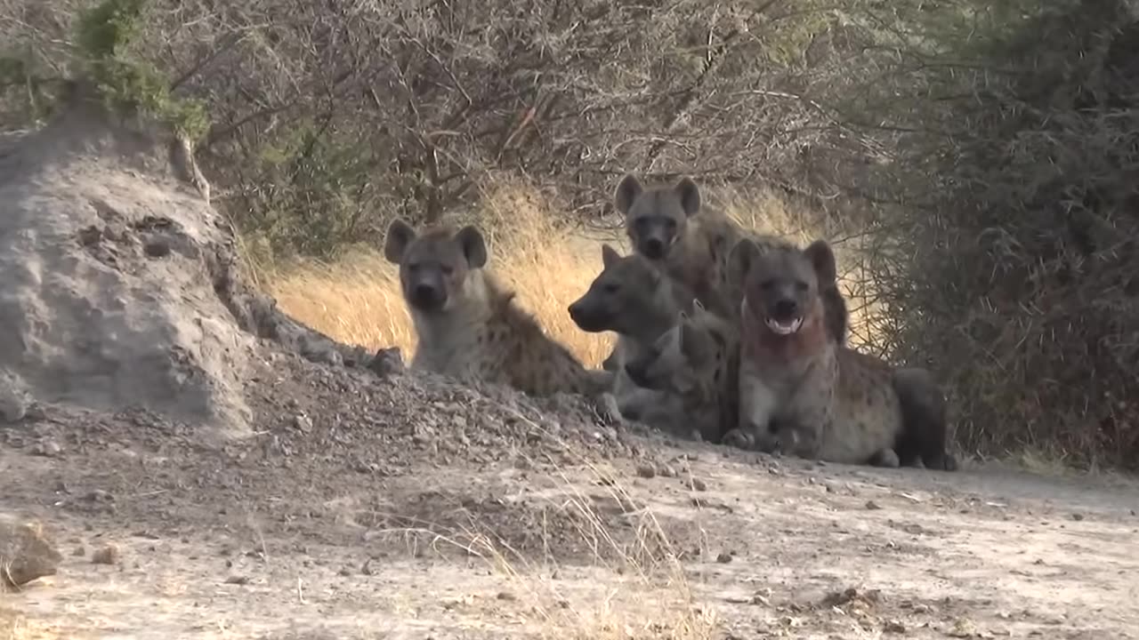animals