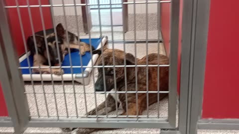 Boots-shy-loving-brindle 4y A879785 Reid-german shep 1y A879568 kennel 33 pod 2 PACC shelter20259742