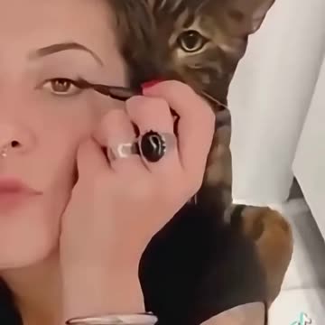 The cat is getting in the way of tidying up