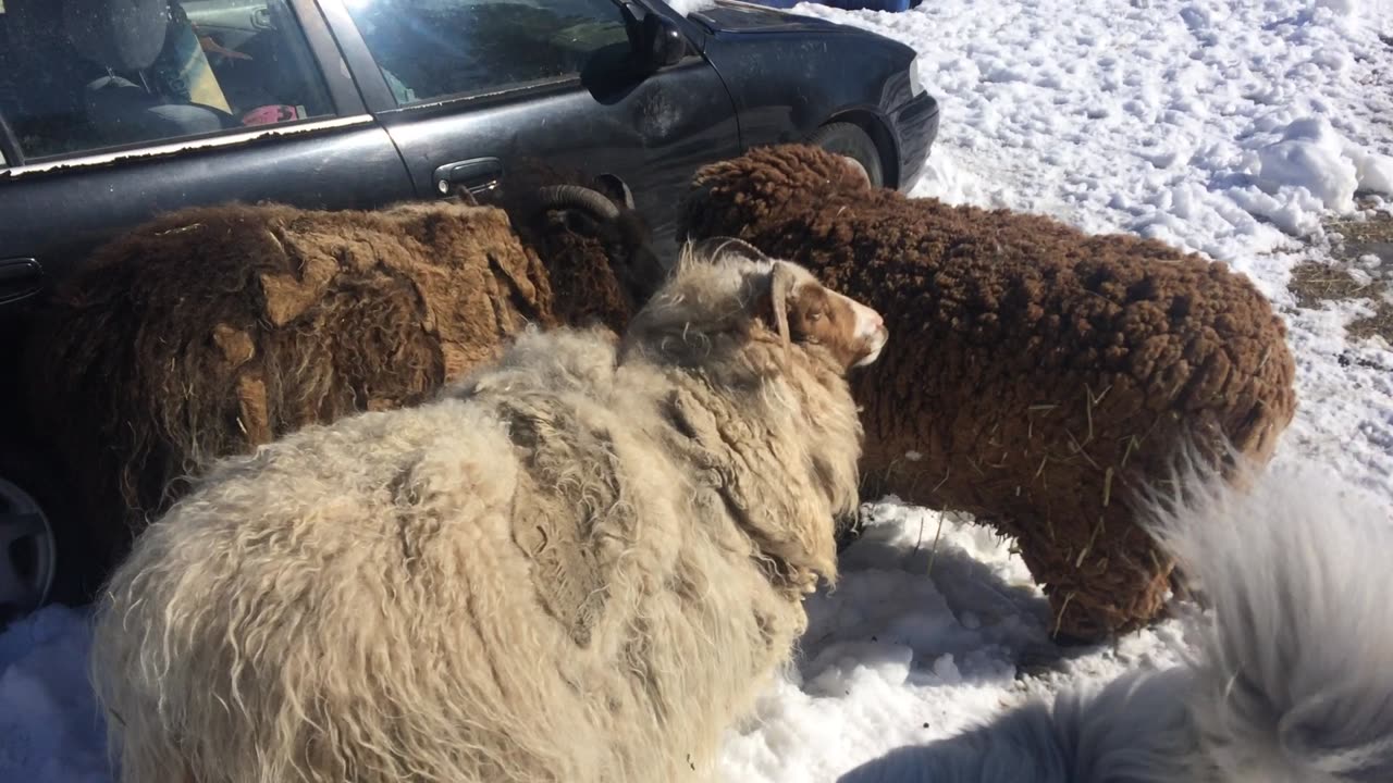 Sheep friends