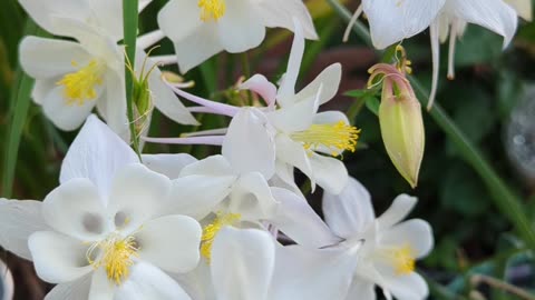 White aquilegia