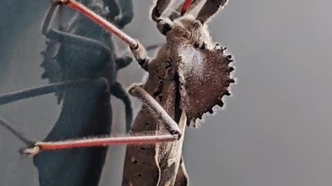 Macro video of a wheel bug